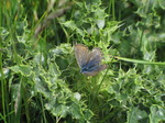 SX06712 Brown Argus butterfly (Plebeius agestis).jpg